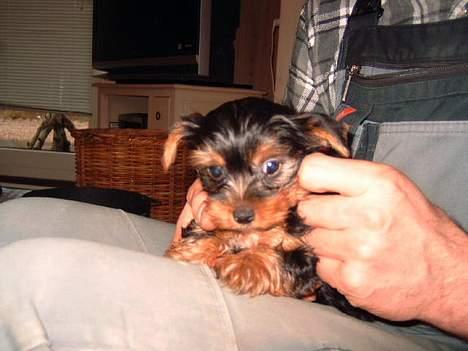 Yorkshire terrier Amigo  *RIP* - Her sidder jeg så ved far... billede 16