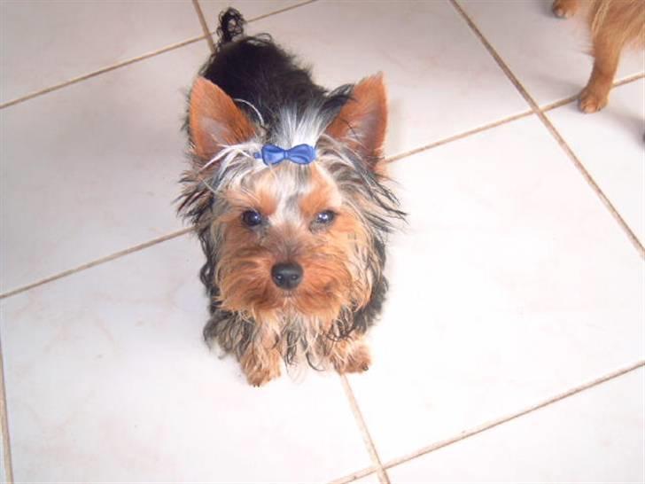 Yorkshire terrier Amigo  *RIP* - Se min sløjfe er blå , Futte´s er jo grøn....  billede 17