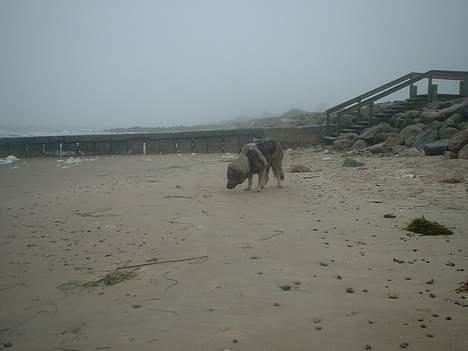 Sarplanina Beta Planinski Duh - Strandtur rågeleje billede 6