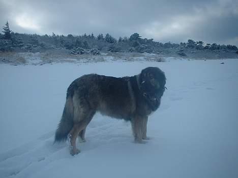 Sarplanina Beta Planinski Duh - Strandtur i Febuar billede 7