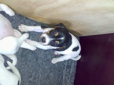 Jack russell terrier Theills Tikki billede 14