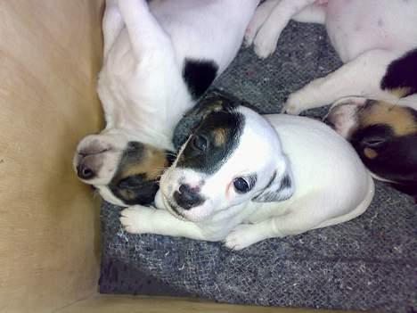 Jack russell terrier Theills Tikki billede 15