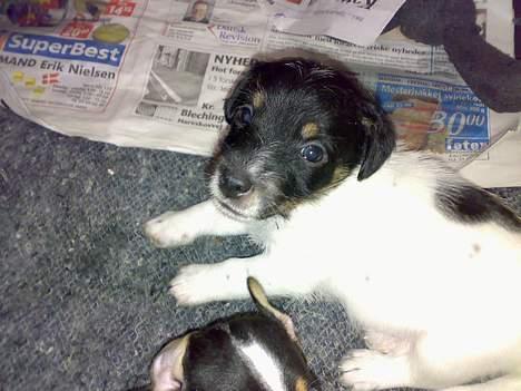 Jack russell terrier Theills Tikki billede 16