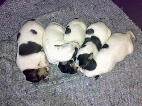 Jack russell terrier Theills Tikki billede 17