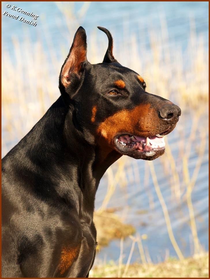 Dobermann Nord Nimrod Od Telepa (R.I.P.) - 7½ år gammel billede 13