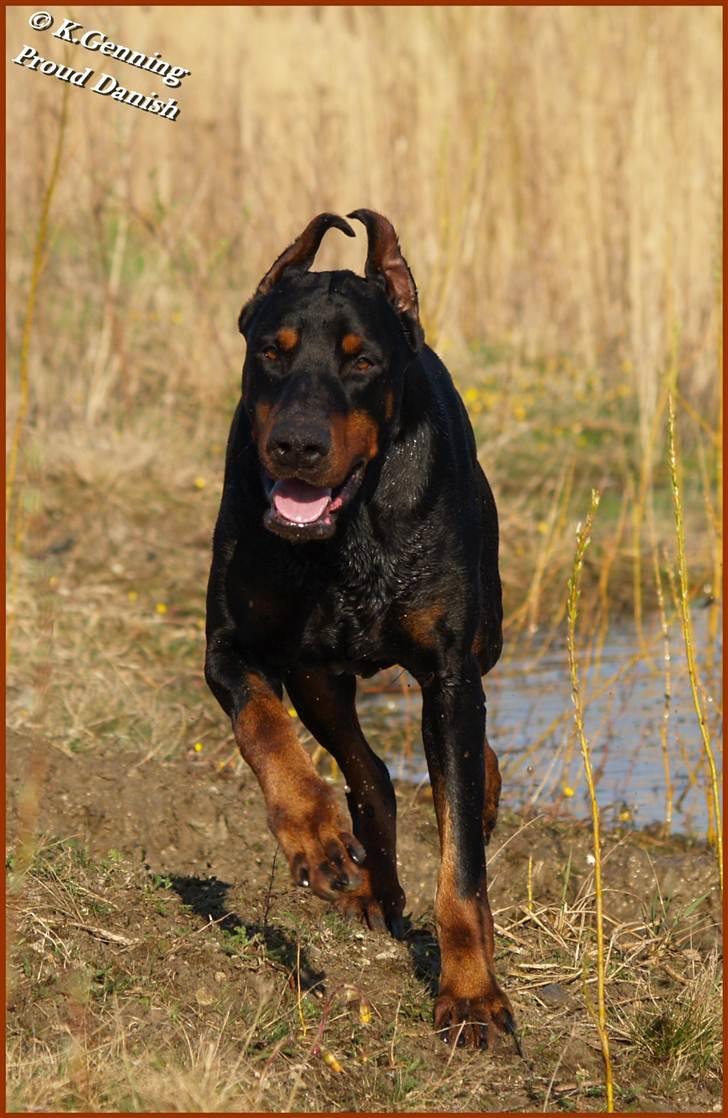Dobermann Nord Nimrod Od Telepa (R.I.P.) billede 14