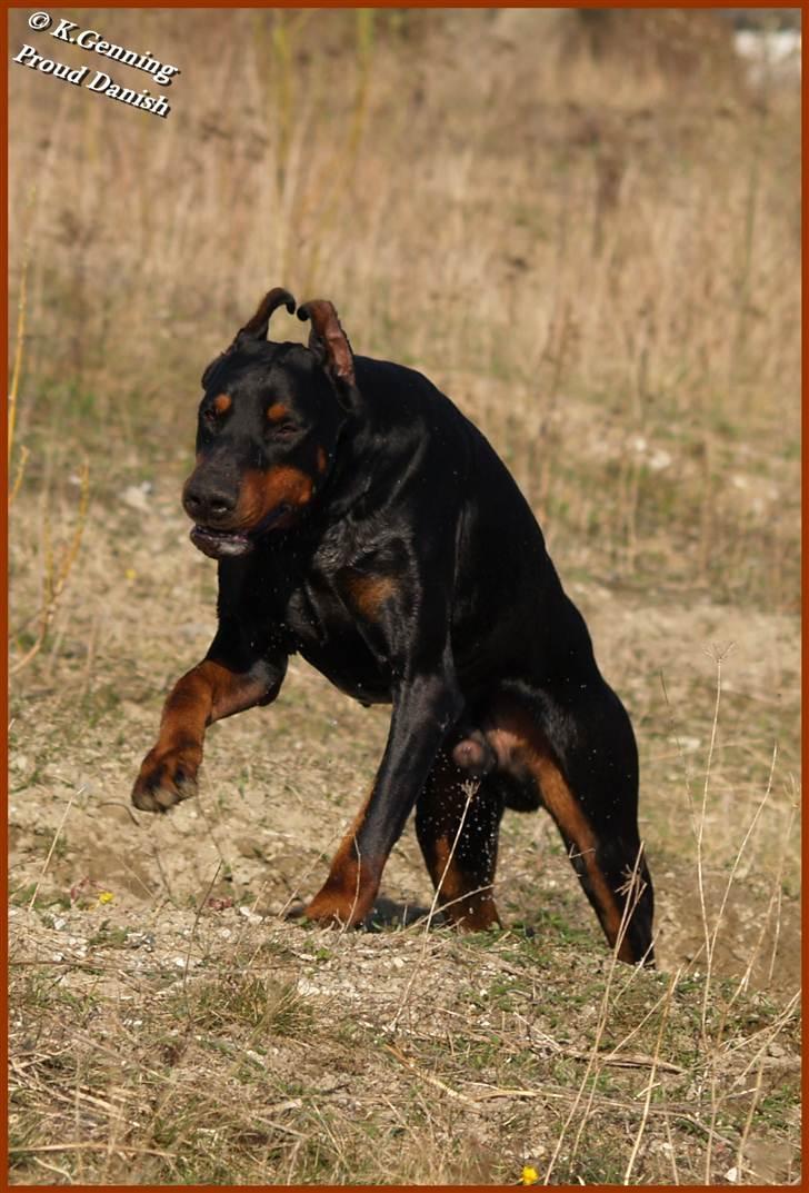 Dobermann Nord Nimrod Od Telepa (R.I.P.) billede 15