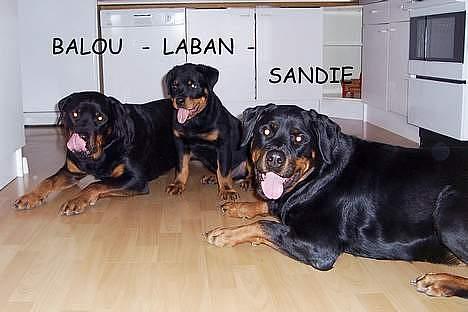 Rottweiler Laban billede 14