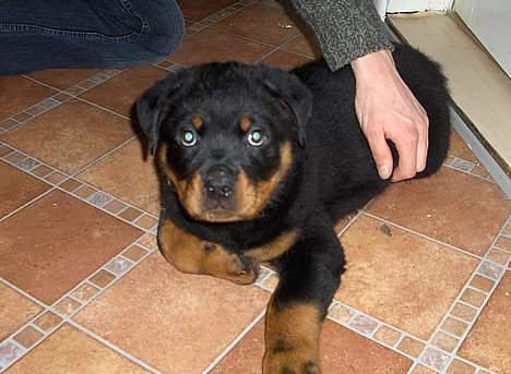 Rottweiler Laban billede 15