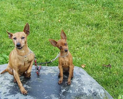 Dvaergpinscher Channi - channi og hendes smukke far billede 15