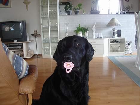 Flat coated retriever Gonzo - selv om man er en stor hund kan man stadig være en lille hundevalp. .. billede 18