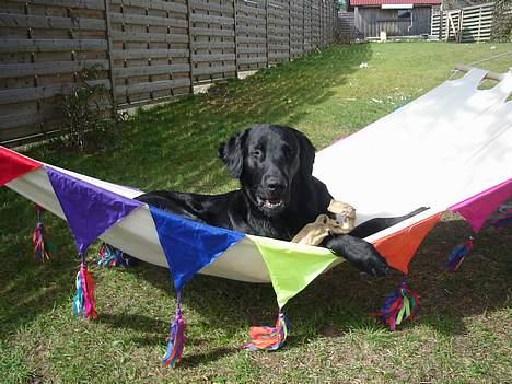 Flat coated retriever Gonzo - ja. .. . hvem siger en hund ikke kan ligge i hængekøje. . hehe billede 19
