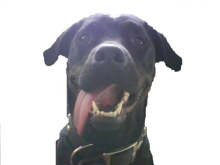 Blanding af racer Bølle - Krat Luskeren :) - fiiiiiiiiiine tunge :) billede 18