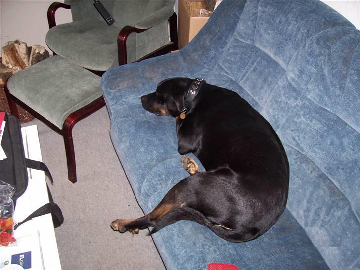 Blanding af racer Bølle - Krat Luskeren :) - min sofa :D billede 19