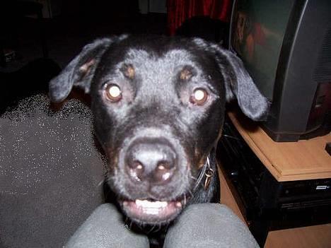 Blanding af racer Bølle - Krat Luskeren :) - close up *smiiiiiil* billede 20