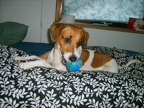 Dansk svensk gaardhund Oskar Davidsen - Min bold! billede 8