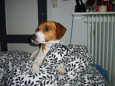 Dansk svensk gaardhund Oskar Davidsen - Ligner jo snart en lille model! :) billede 9