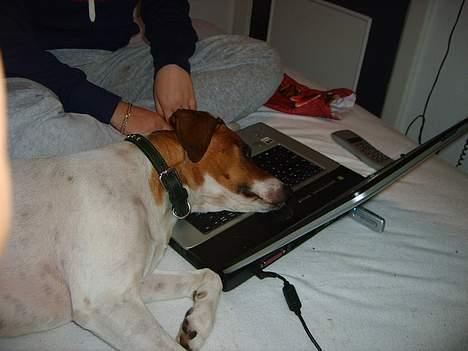 Dansk svensk gaardhund Oskar Davidsen - Oskar belv træt... Så han lagde sig hvor han følte der var plads... Hehe... billede 10