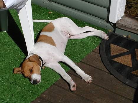 Dansk svensk gaardhund Oskar Davidsen - Oskar som hvalp... Han er jo slet ikke til at stå for! billede 11
