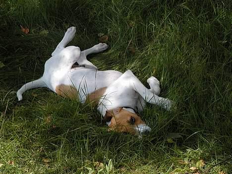 Dansk svensk gaardhund Oskar Davidsen - Oskar som hvalp - Første tur i sommerhus... billede 12