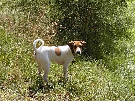 Dansk svensk gaardhund Oskar Davidsen - Endu et af Oskar som hvalp - Han udforsker lige området! billede 13
