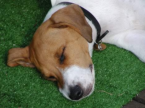 Dansk svensk gaardhund Oskar Davidsen - Simpelthen for kær! Nej, hvor er han dejlig! billede 14