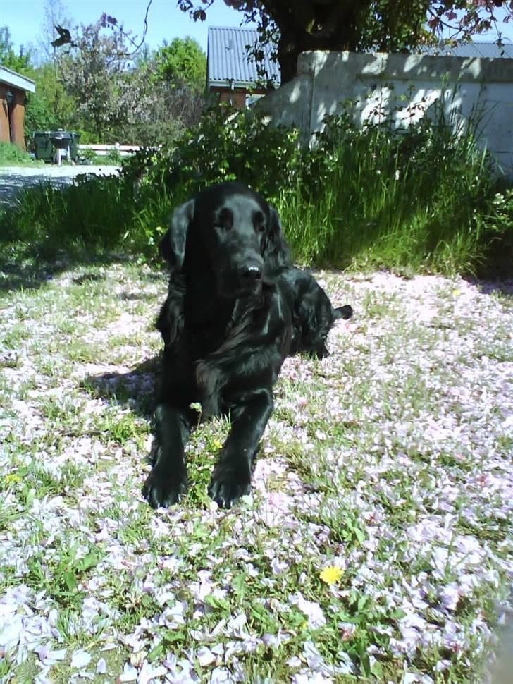 Flat coated retriever Tinke - Tinke uden for huset billede 7