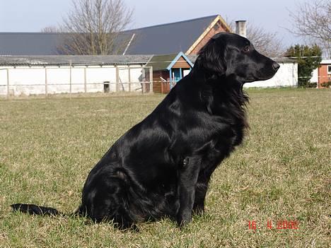 Flat coated retriever Tinke - Tinke på ridebanen billede 8
