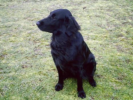 Flat coated retriever Tinke - Tinke tøs. billede 9