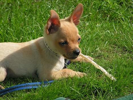 Chihuahua santino - Hehe miin lille mand  billede 1
