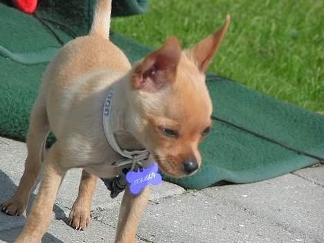 Chihuahua santino - Han er så gald  billede 2