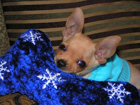 Chihuahua santino - Vi havde lavet en trøje til ham og han elsker den der bamse billede 3