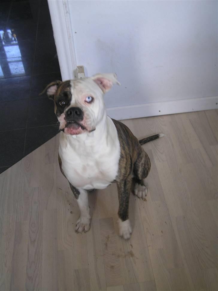 Amerikansk bulldog Matheos Raya billede 1