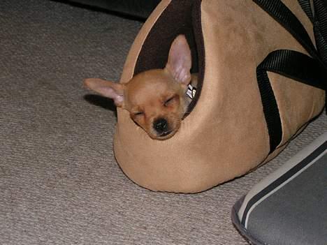 Chihuahua santino - Nuuuh han sover i sin lille taske billede 4