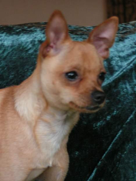 Chihuahua santino - Ville bare lige tage nogen billeder ad ham billede 5