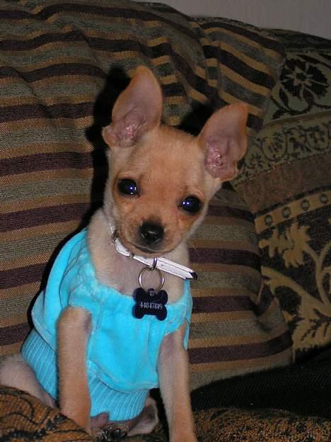 Chihuahua santino - Han elsker sin trøje <33 billede 6