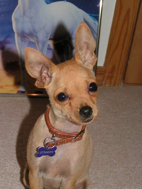 Chihuahua santino - Miin lille mand billede 7