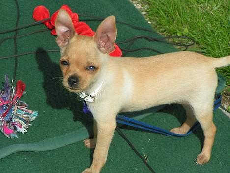 Chihuahua santino - Glo Suppe billede 8