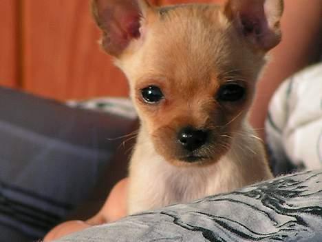 Chihuahua santino - Den dag han kom her hjem billede 9