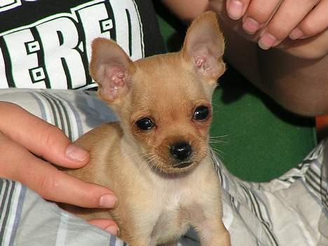 Chihuahua santino - Den dag han kom her hjem <333 billede 10