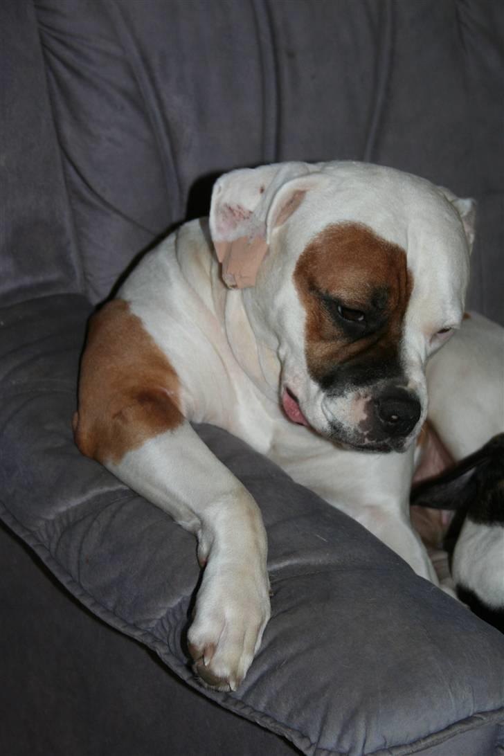 Amerikansk bulldog JAB´s Abby himmel hund  - velkommen  til Abby´s profil.... man er vel dannet og bruge armlænet til det man skal ;-) billede 1