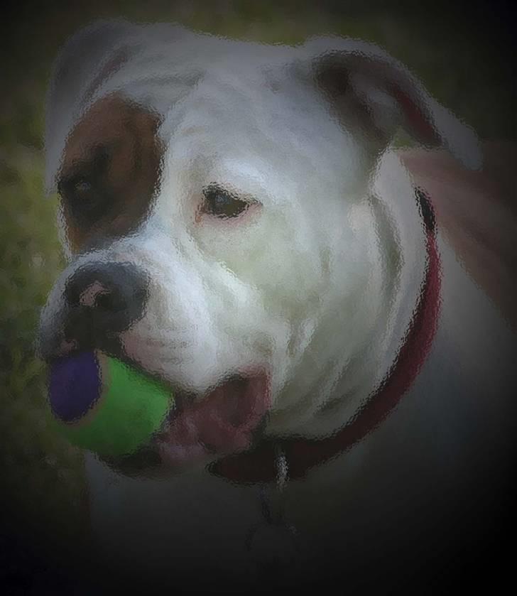Amerikansk bulldog JAB´s Abby himmel hund  - min elsket boldt billede 4