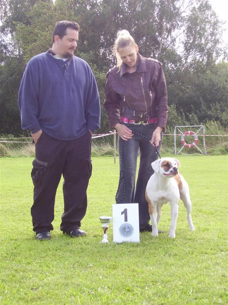 Amerikansk bulldog JAB´s Abby himmel hund  - her står vi sammen med dommeren billede 5