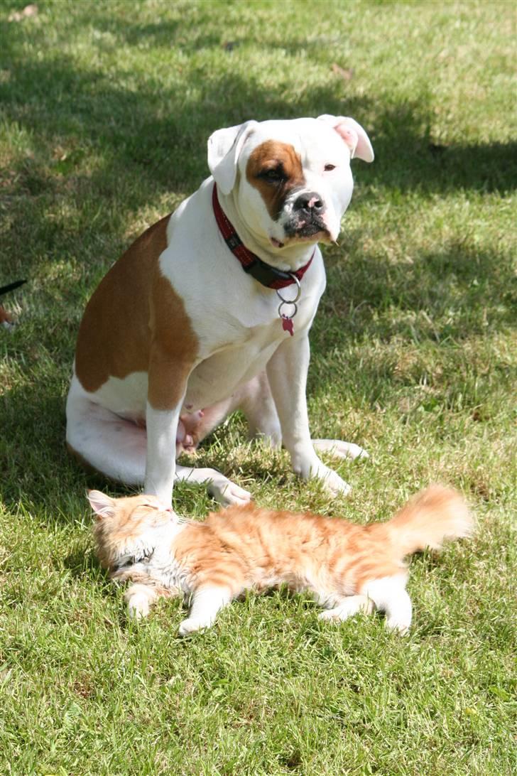 Amerikansk bulldog JAB´s Abby himmel hund  - slikker lige solskin med masisa billede 6