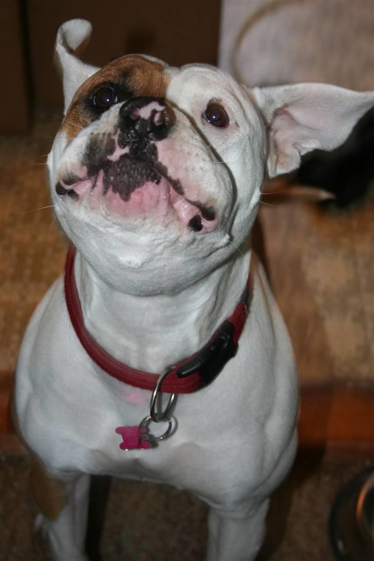 Amerikansk bulldog JAB´s Abby himmel hund  - vof se jeg kan få mine øre til og blaffe billede 7