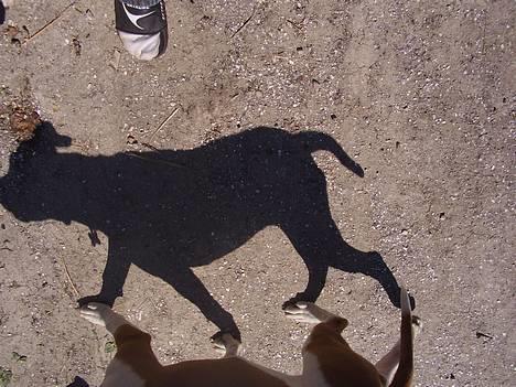 Amerikansk bulldog JAB´s Abby himmel hund  - min trofaste følgesven billede 8