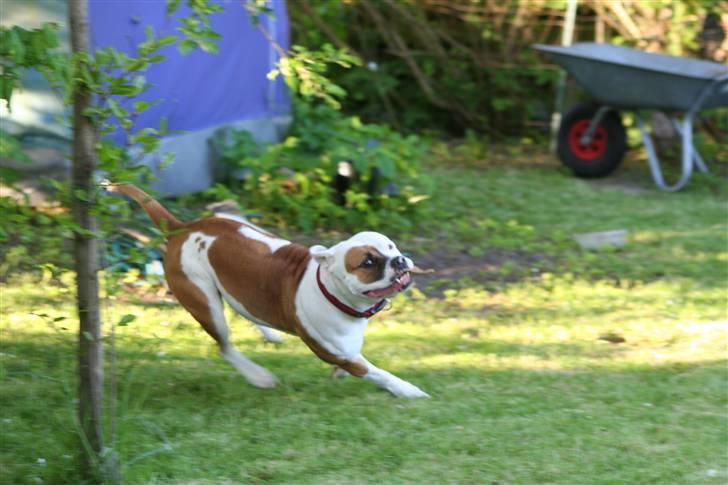 Amerikansk bulldog JAB´s Abby himmel hund  - leger lige et safat med de små :-) billede 9