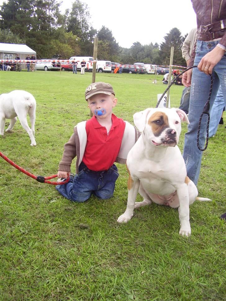 Amerikansk bulldog JAB´s Abby himmel hund  - tid til hygge  her med en dreng vi ikk kender men jag var vilt glad for ham  billede 10