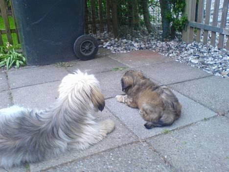 Lhasa apso bonnie.*Død d 14/11 2008* - becca og bonnie billede 10