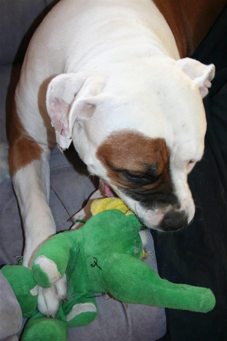 Amerikansk bulldog JAB´s Abby himmel hund  - leger kill bamsen;-) billede 12